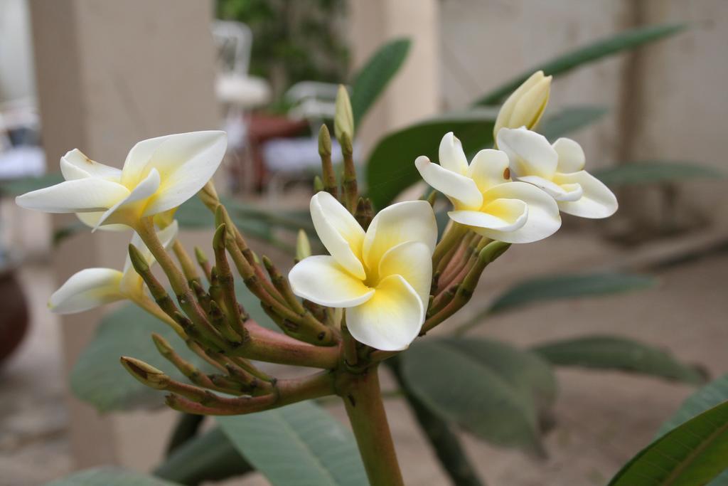 Auberge Keur Diame Dakar Exteriér fotografie