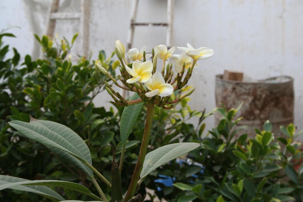 Auberge Keur Diame Dakar Exteriér fotografie